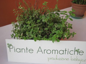 aromatiche3