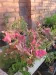 Immagine-008.jpg