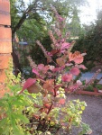 Immagine-010.jpg