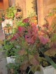 Immagine-020.jpg