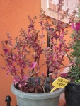 Immagine-021.jpg