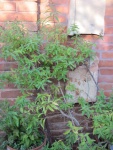 Immagine-018.jpg