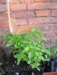 Immagine-009.jpg